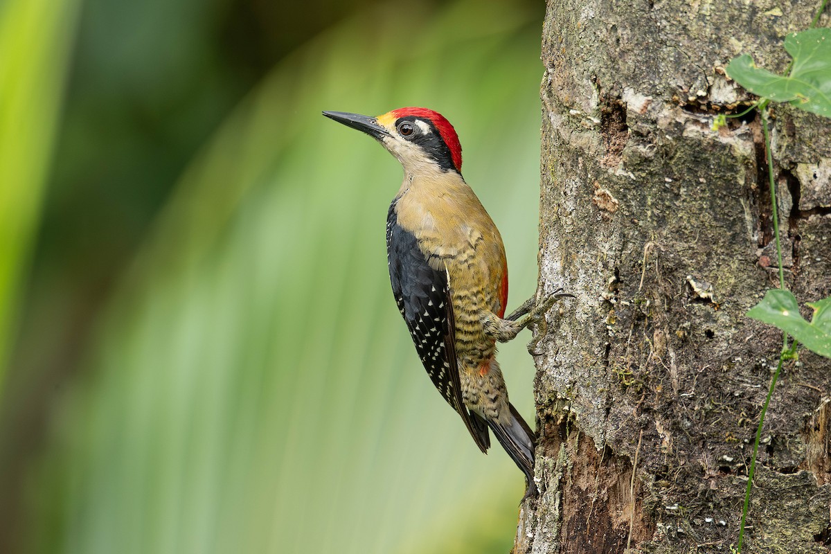 Black-cheeked Woodpecker - ML621798955