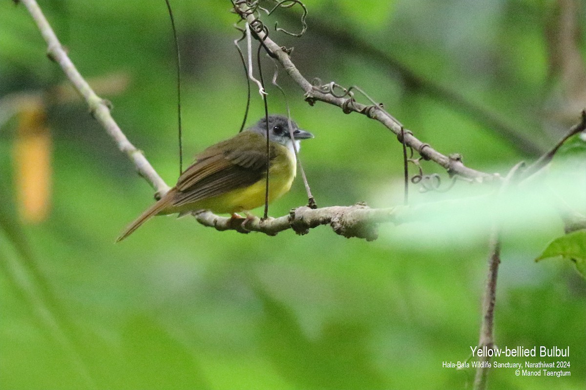 Yellow-bellied Bulbul - ML621798957