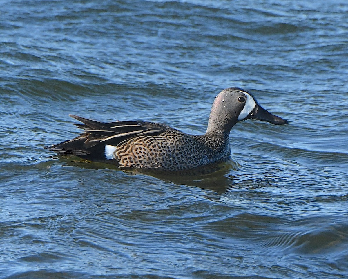 Blue-winged Teal - ML621798977