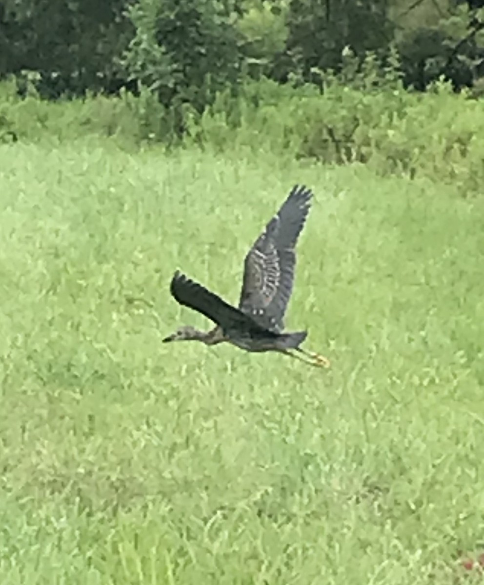 Yellow-crowned Night Heron (Yellow-crowned) - ML621799007