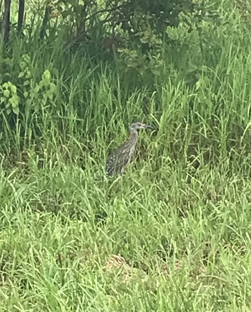 Yellow-crowned Night Heron (Yellow-crowned) - ML621799009