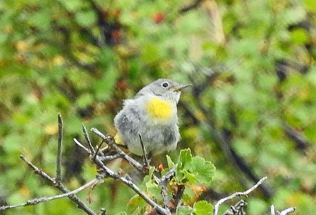 Virginia's Warbler - ML621799060