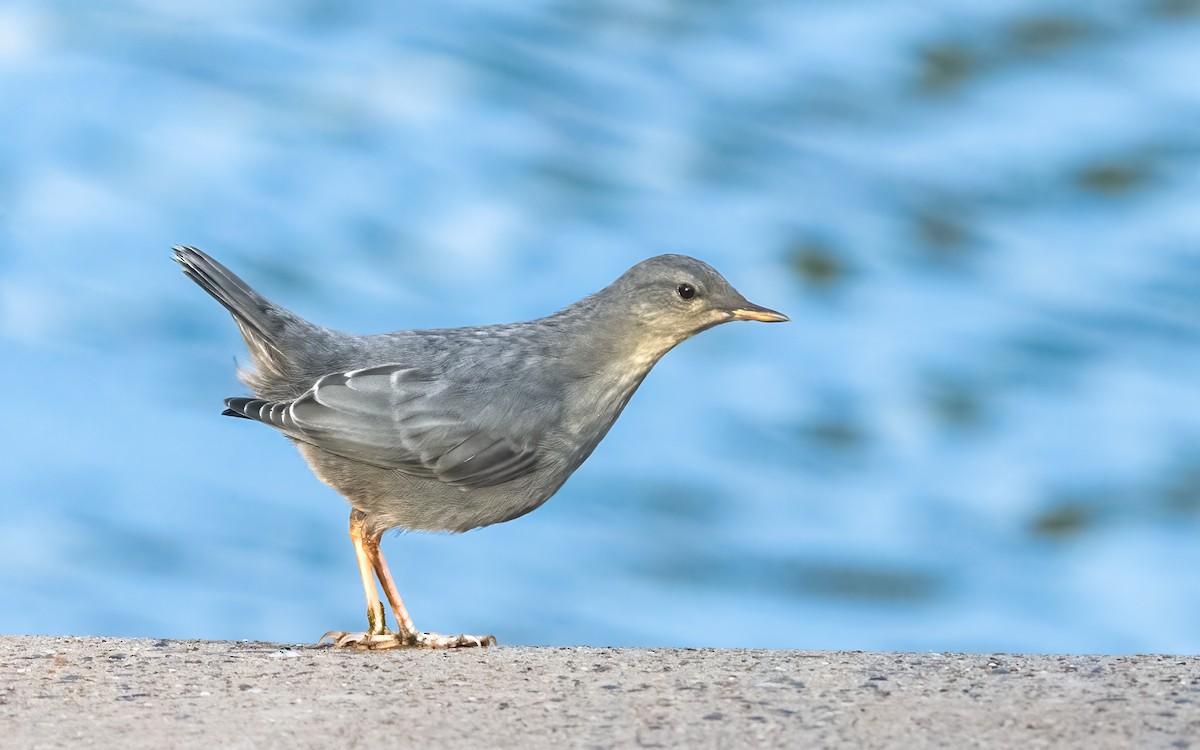 American Dipper - ML621799065