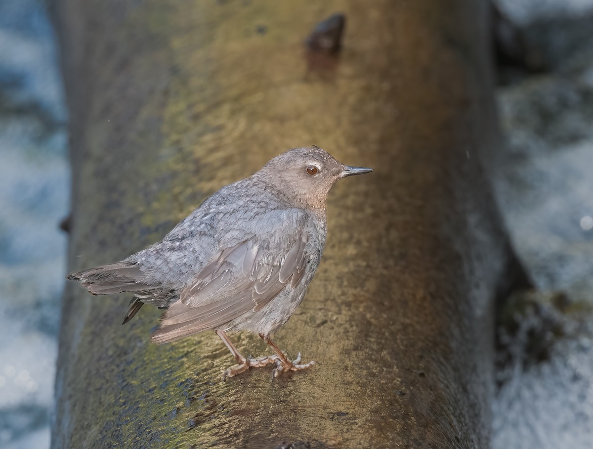 American Dipper - ML621799066