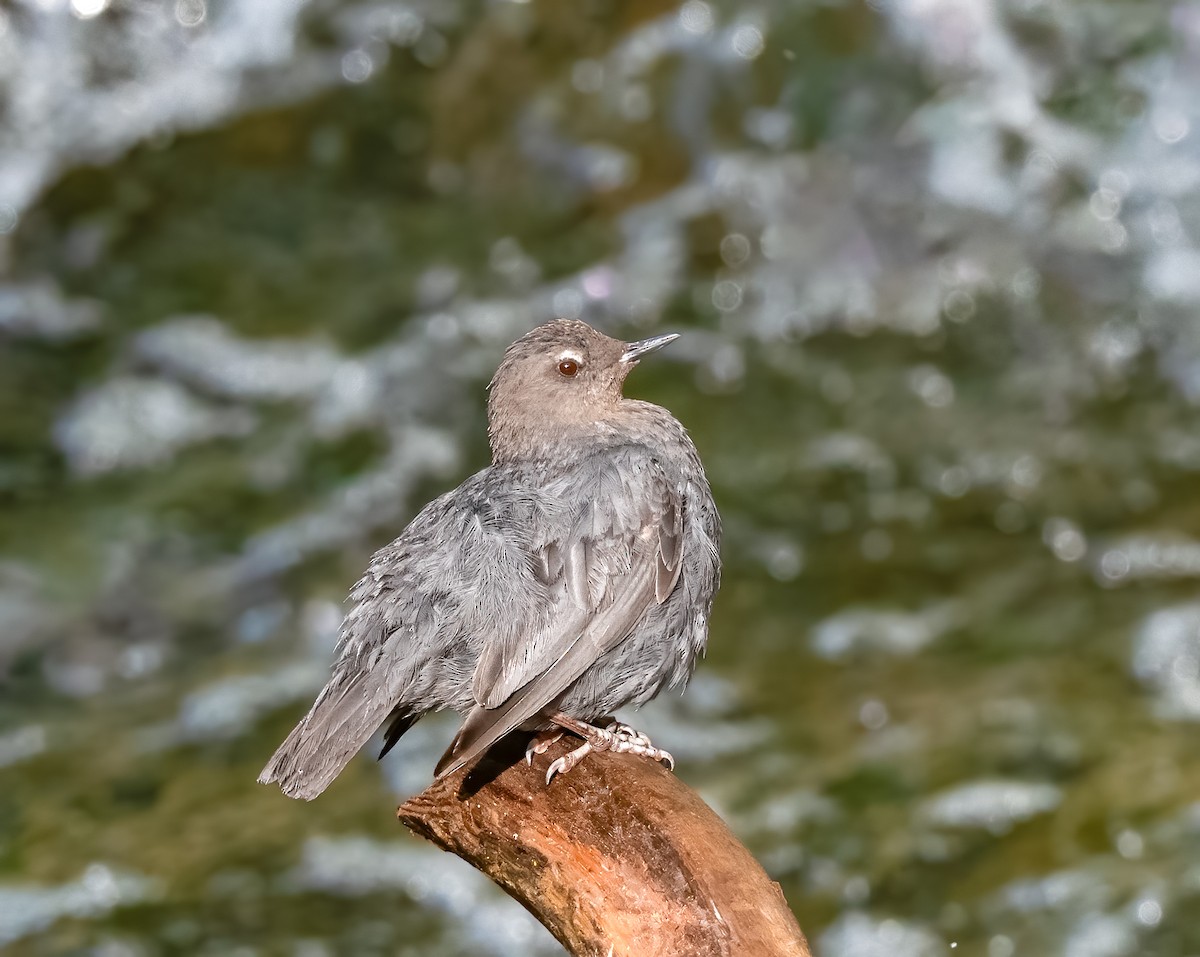 American Dipper - ML621799067