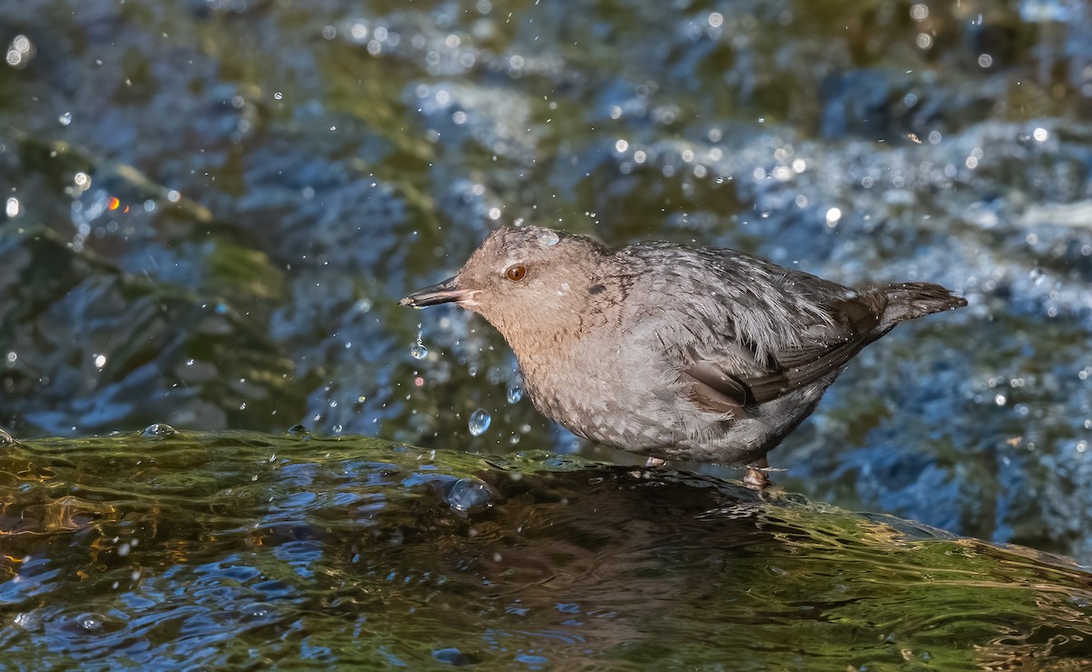 American Dipper - ML621799068