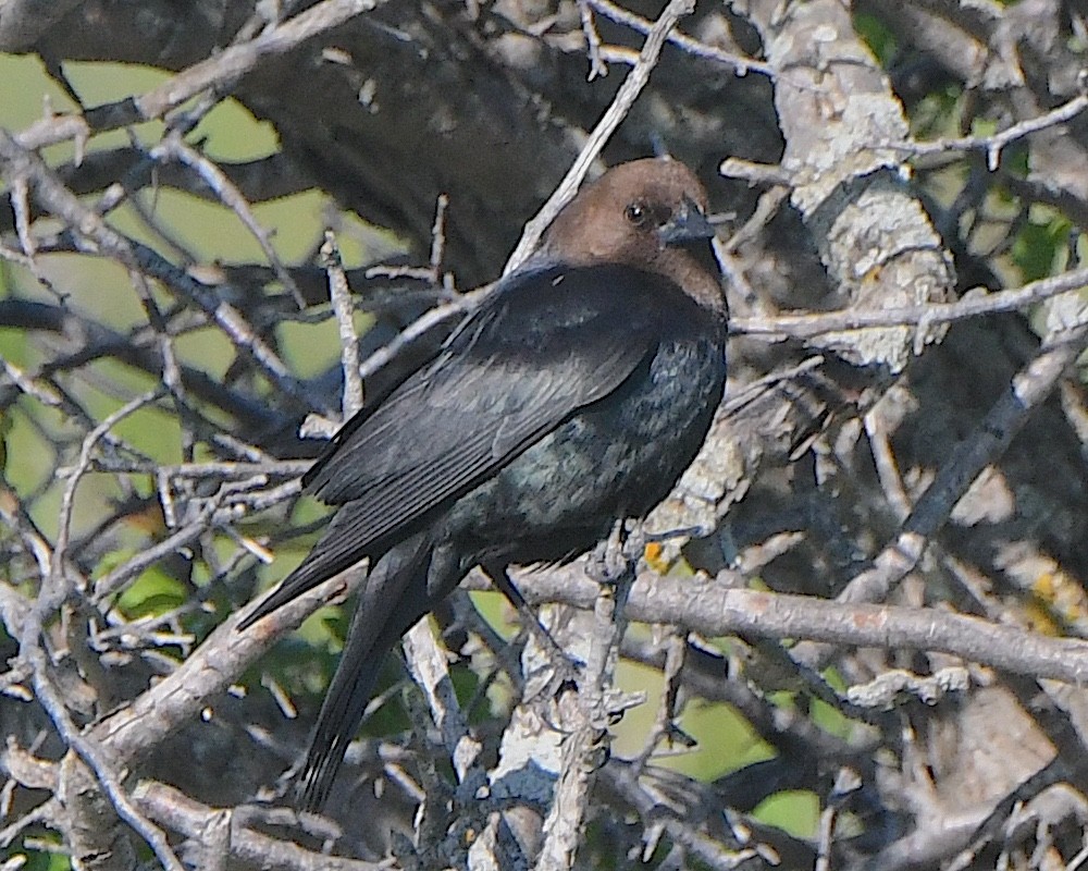 Brown-headed Cowbird - ML621799069