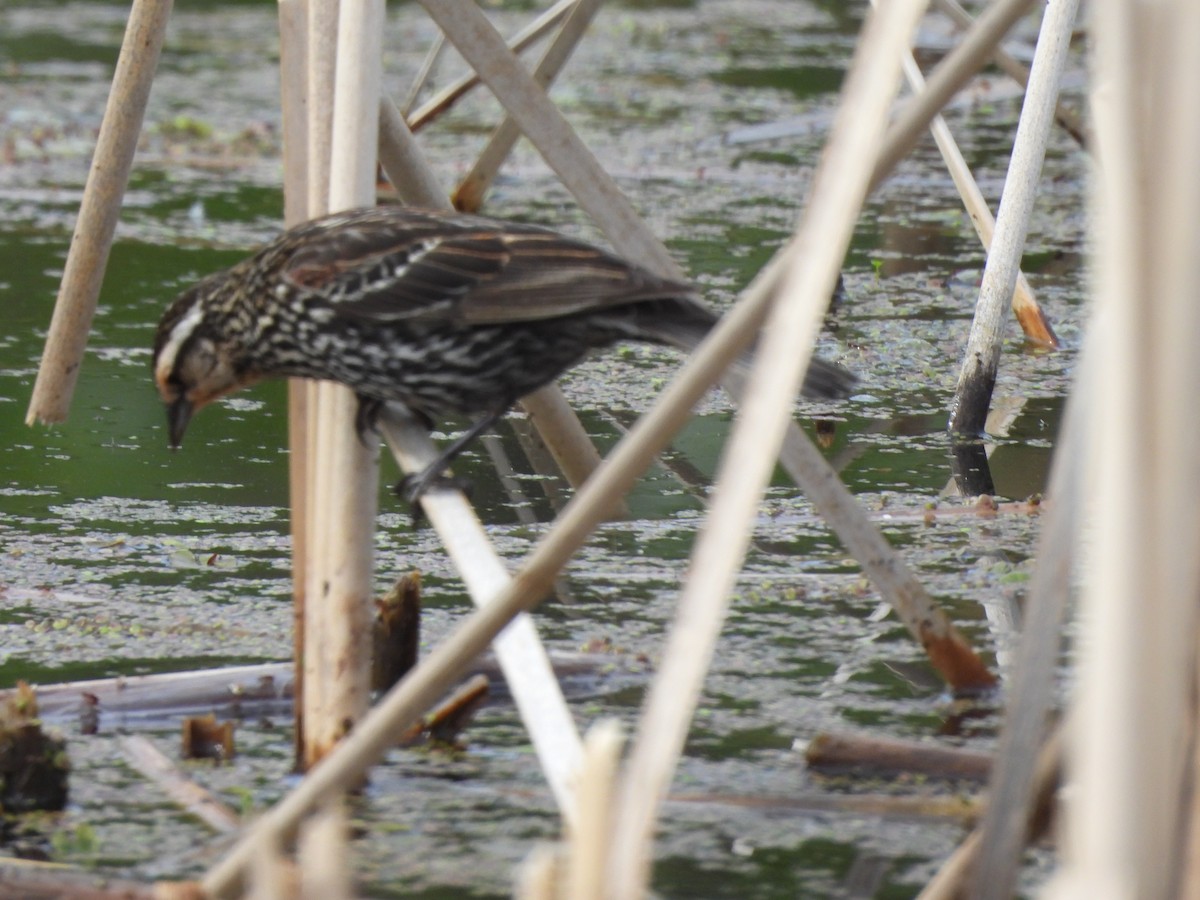 Red-winged Blackbird - ML621799092