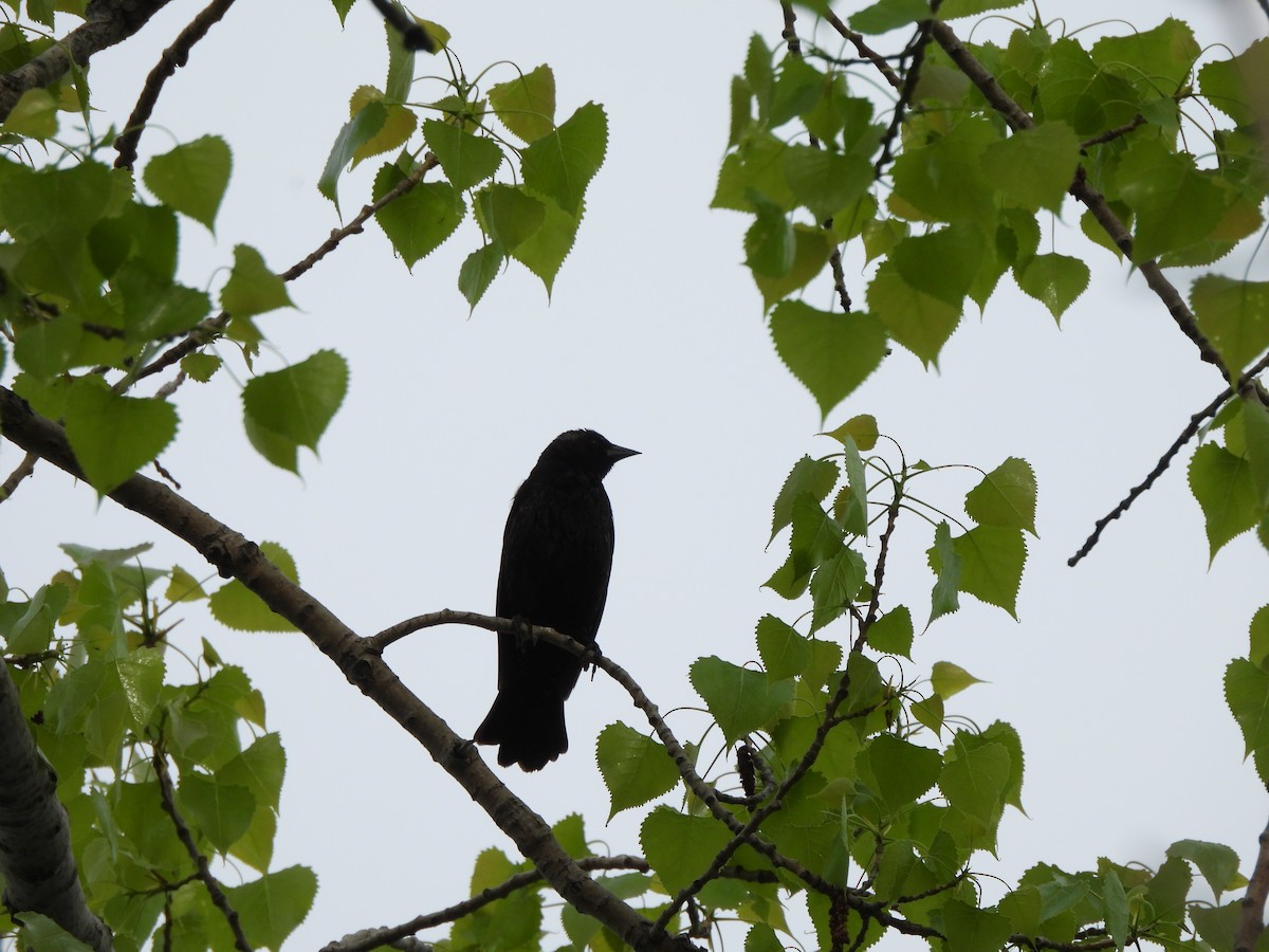 Red-winged Blackbird - ML621799093