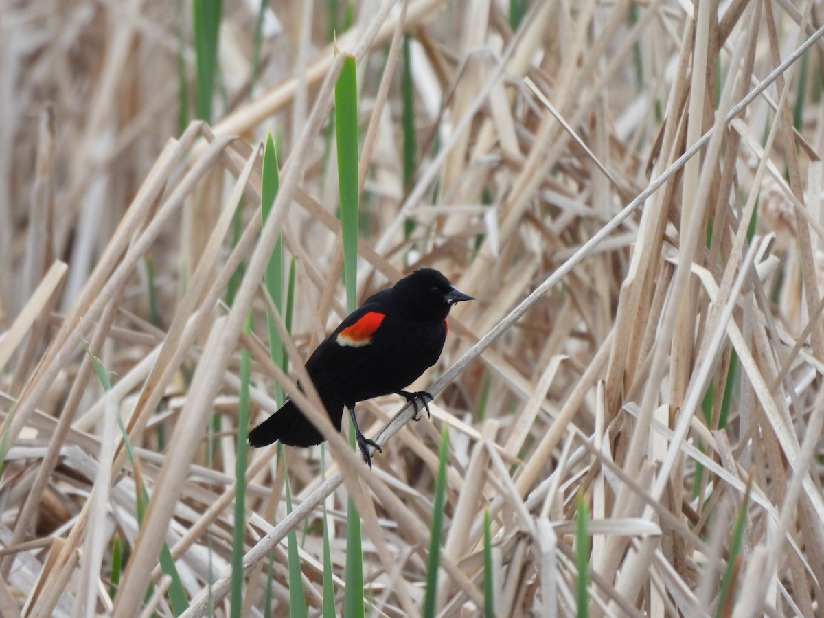 Red-winged Blackbird - ML621799094