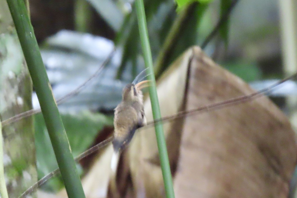 Long-billed Hermit (Central American) - ML621799112