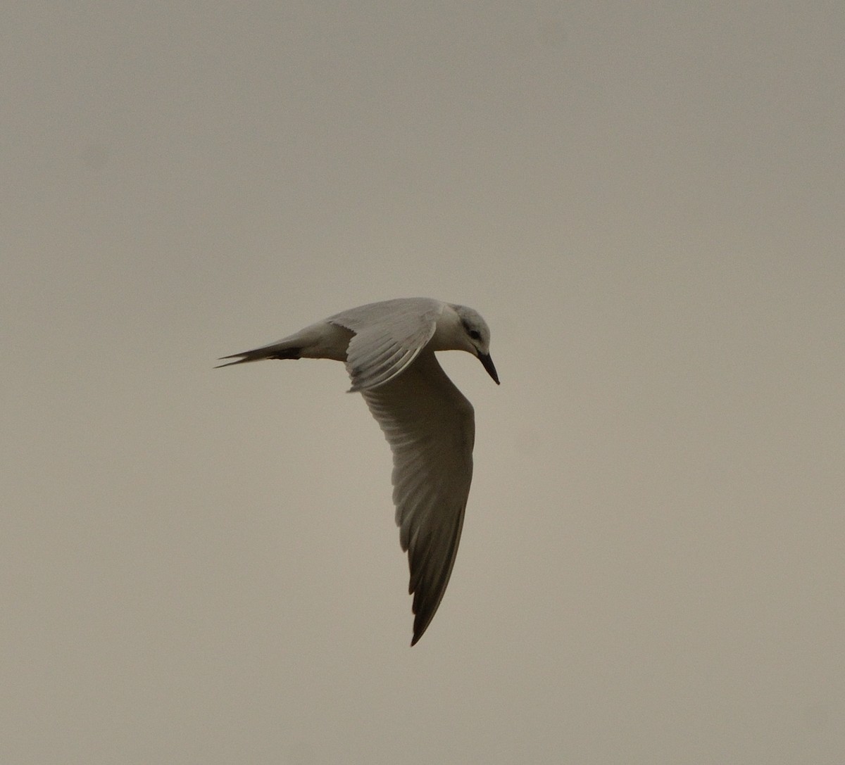 Gull-billed Tern - ML621799114