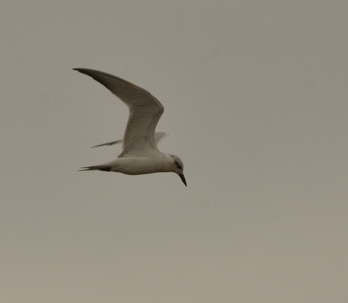 Gull-billed Tern - ML621799120