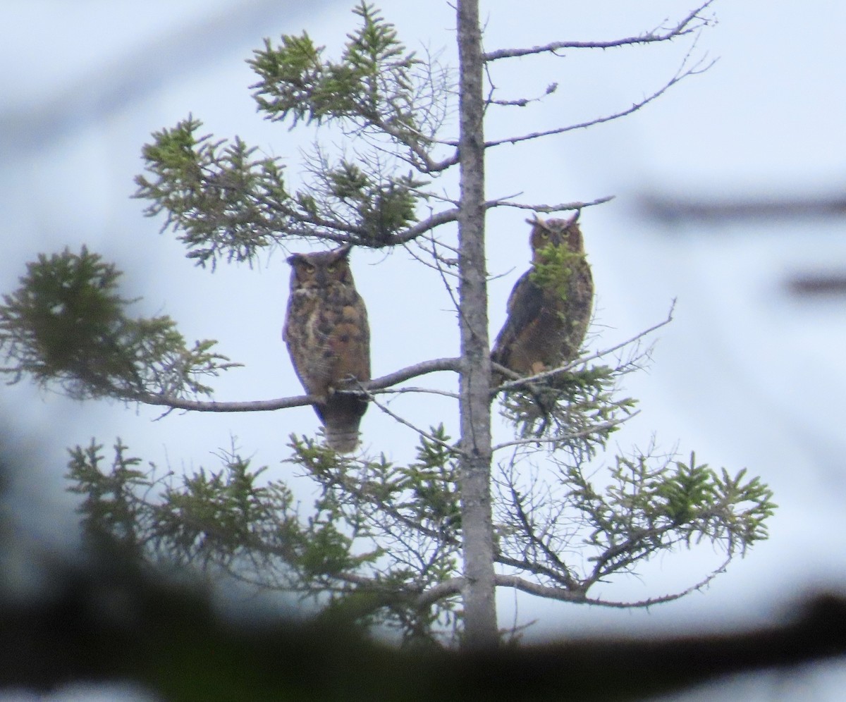 Great Horned Owl - ML621799134