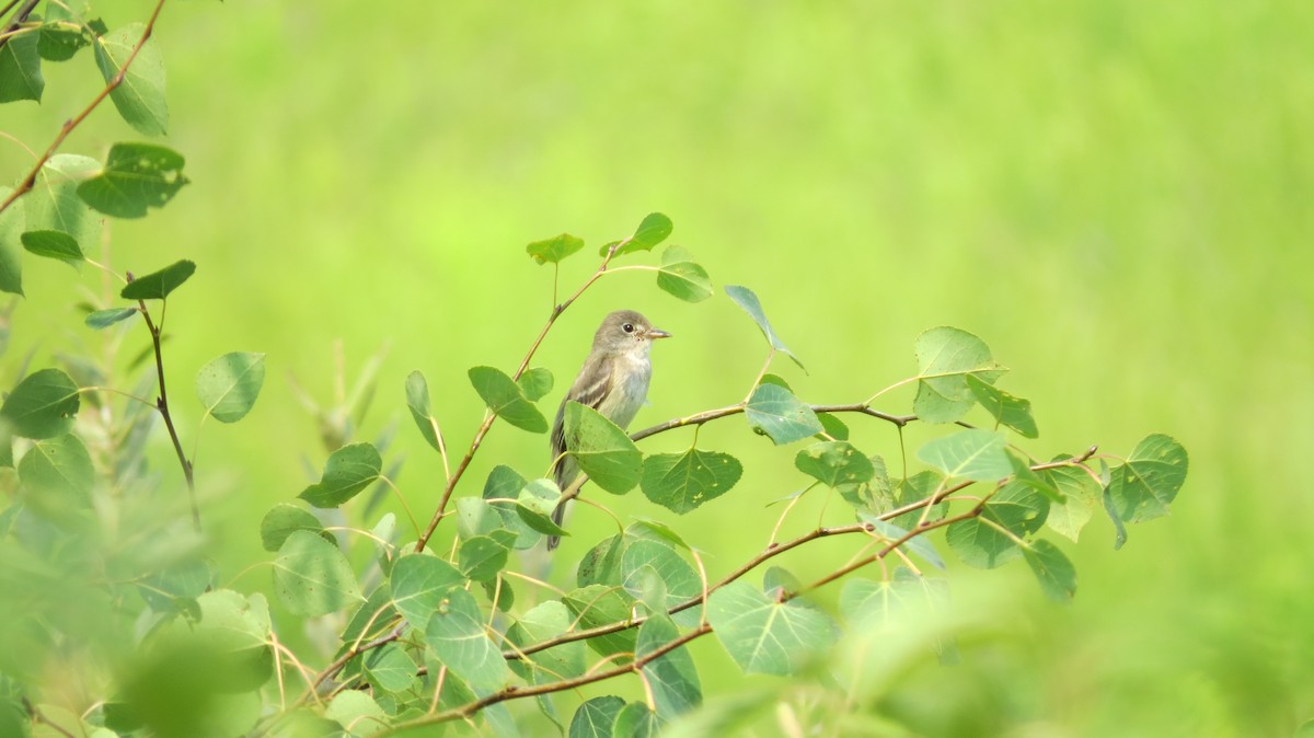 Willow Flycatcher - ML621799140