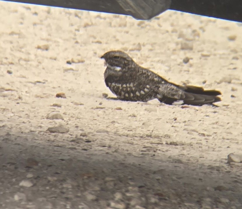 lelek menší - ML621799159