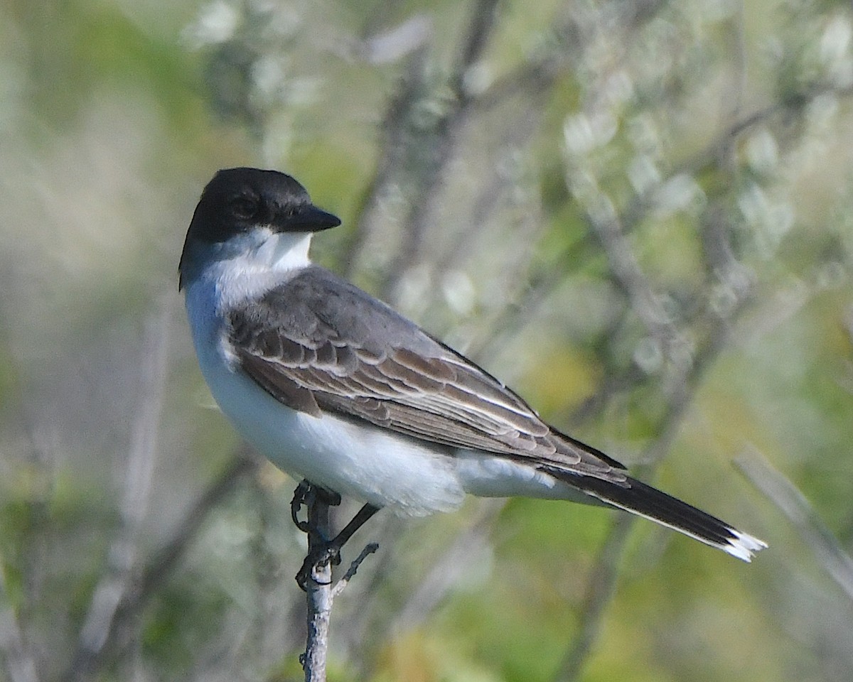 Eastern Kingbird - ML621799184