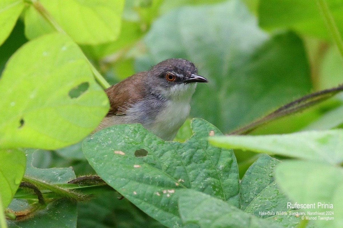 Rufescent Prinia - ML621799188