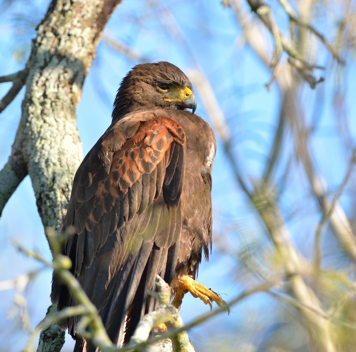 Harris's Hawk - ML621799192