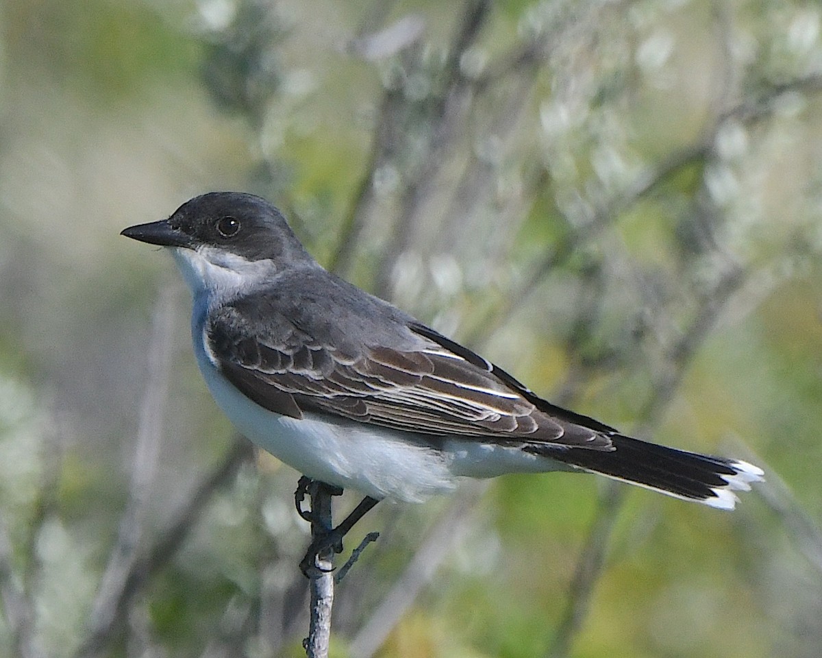 Eastern Kingbird - ML621799193