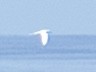 White Tern - 涌泉 G