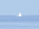 White Tern - 涌泉 G