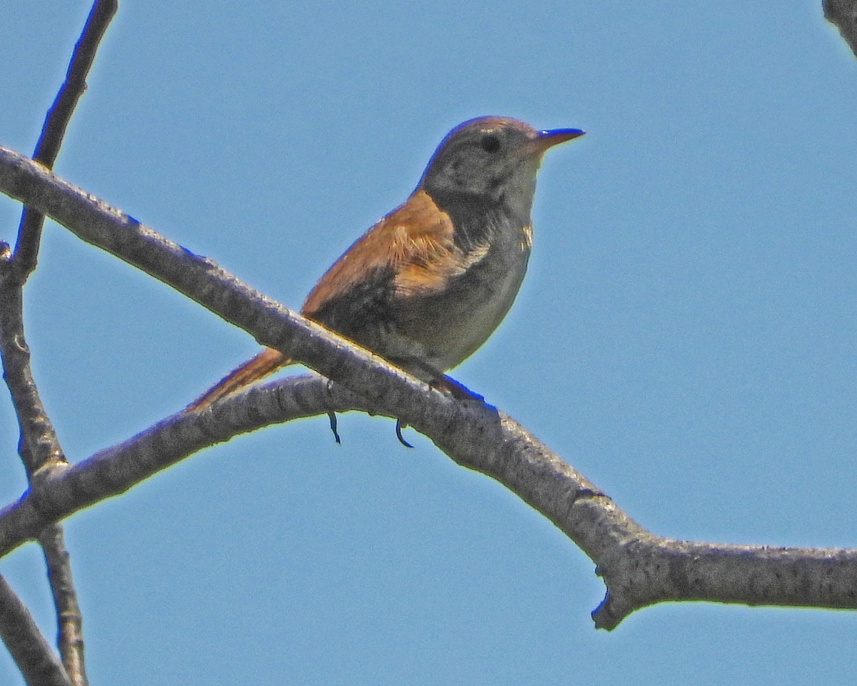 House Wren - ML621799202