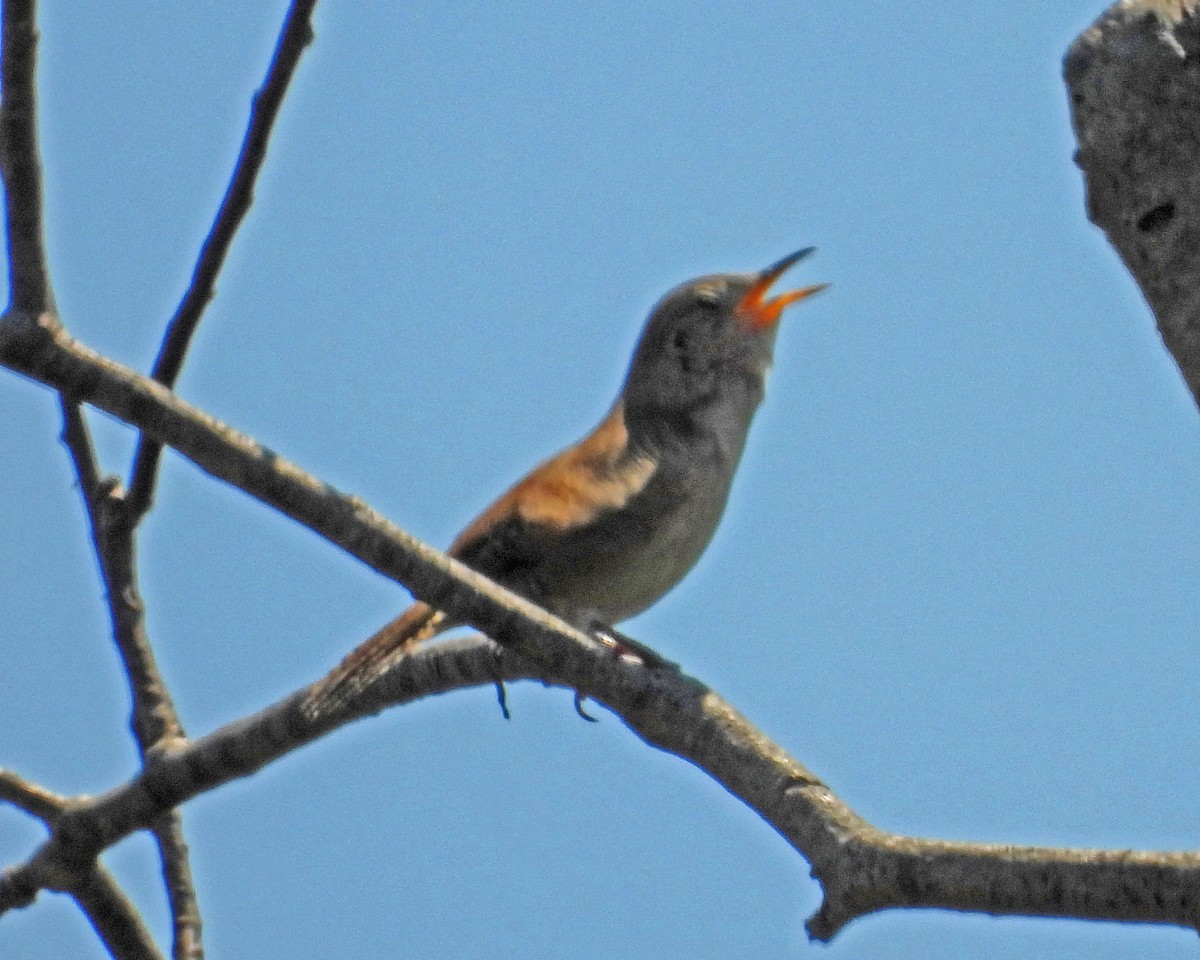 House Wren - ML621799205