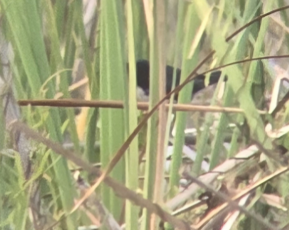 lesňáček modrohřbetý - ML621799222