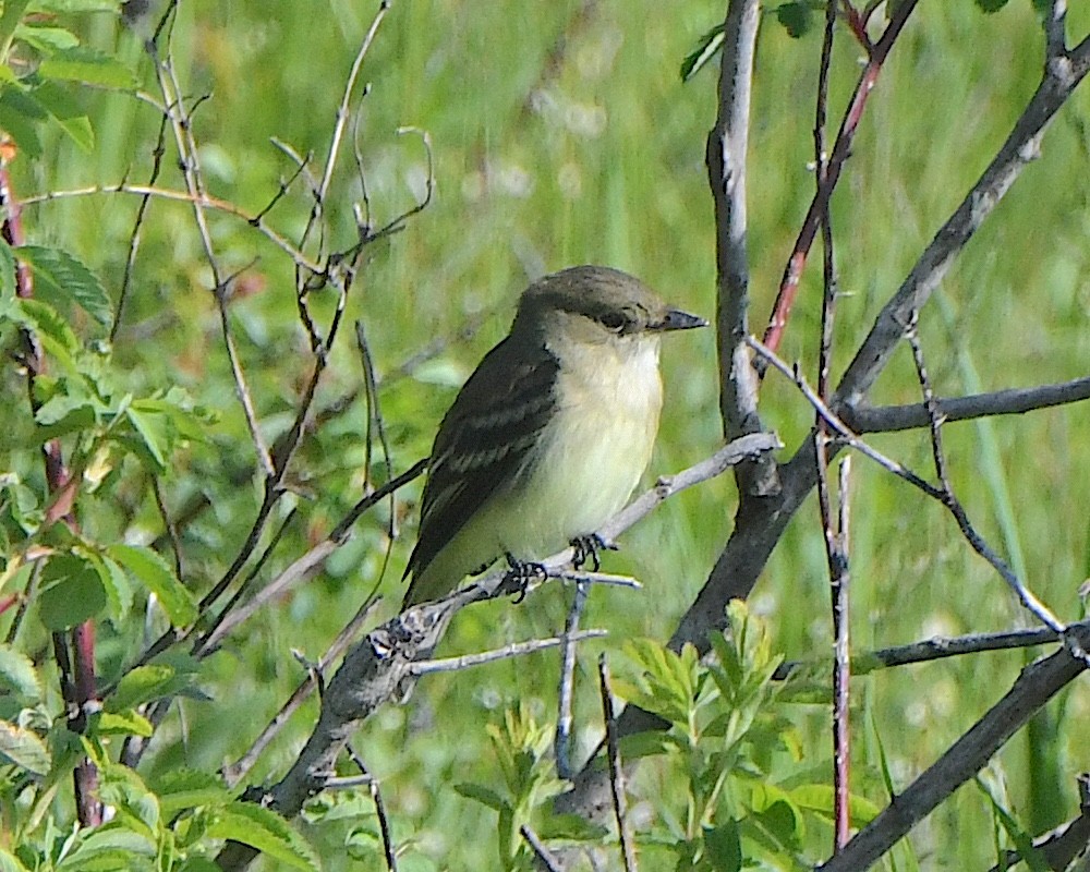 Eastern Phoebe - ML621799242