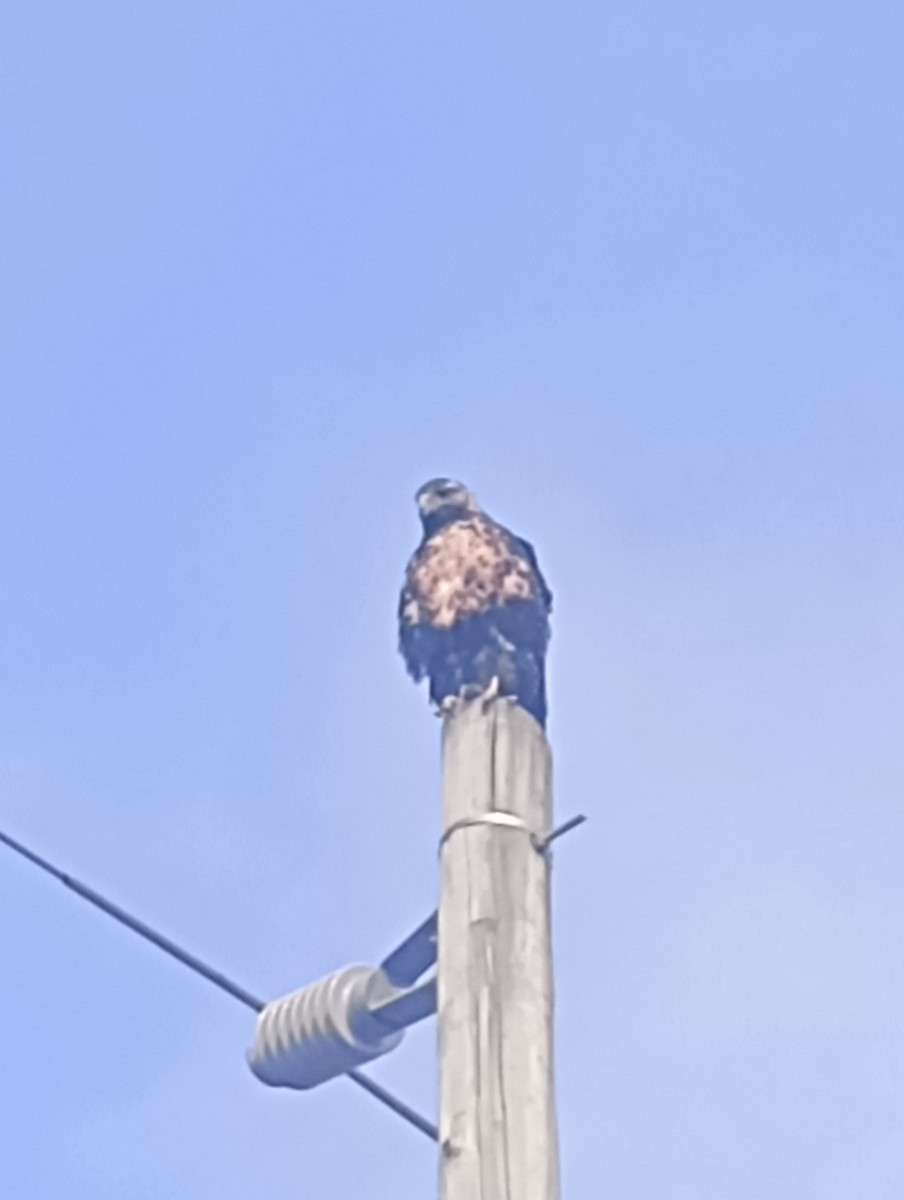 Black-chested Buzzard-Eagle - ML621799256