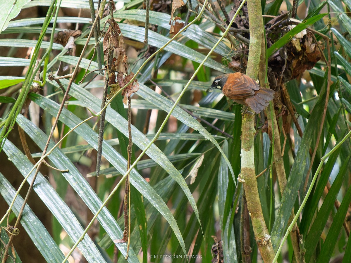 Black-throated Babbler - ML621799278