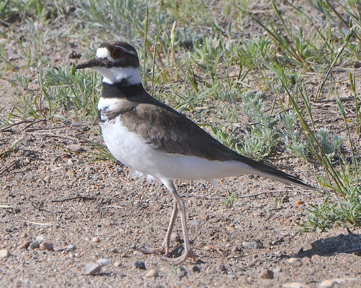 Killdeer - ML621799288