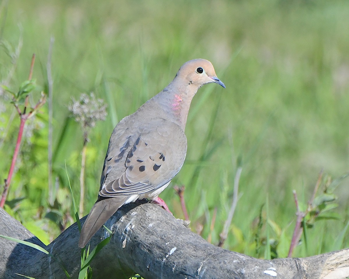 Mourning Dove - ML621799411
