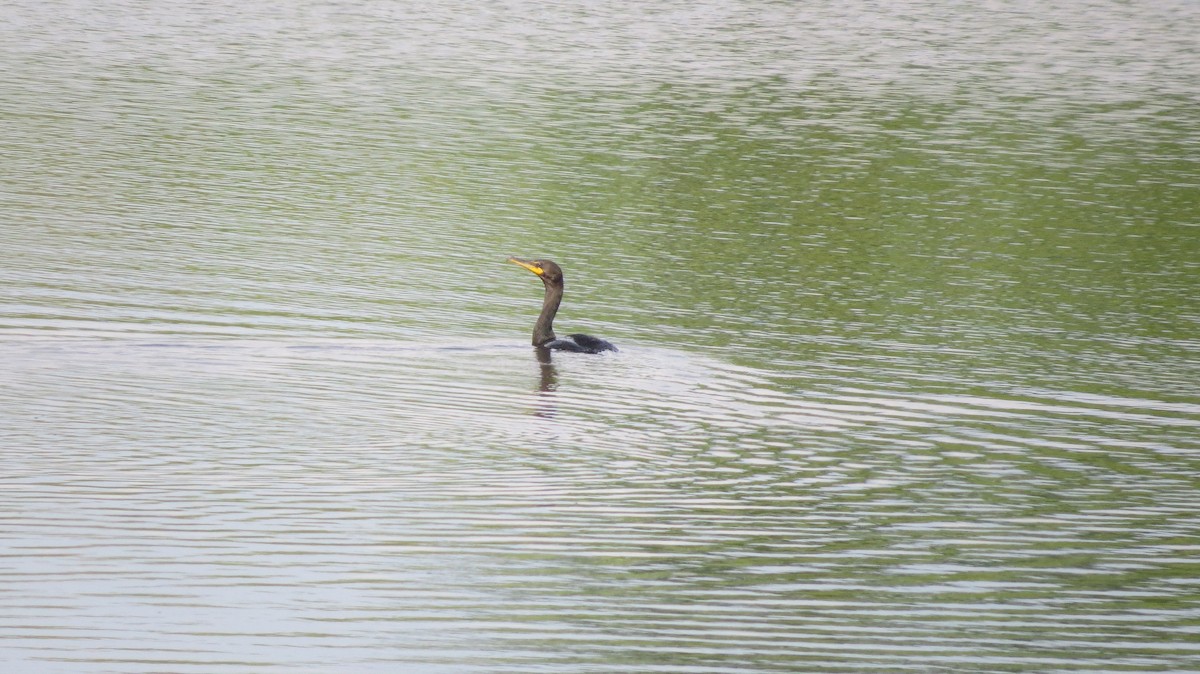 Double-crested Cormorant - ML621799434