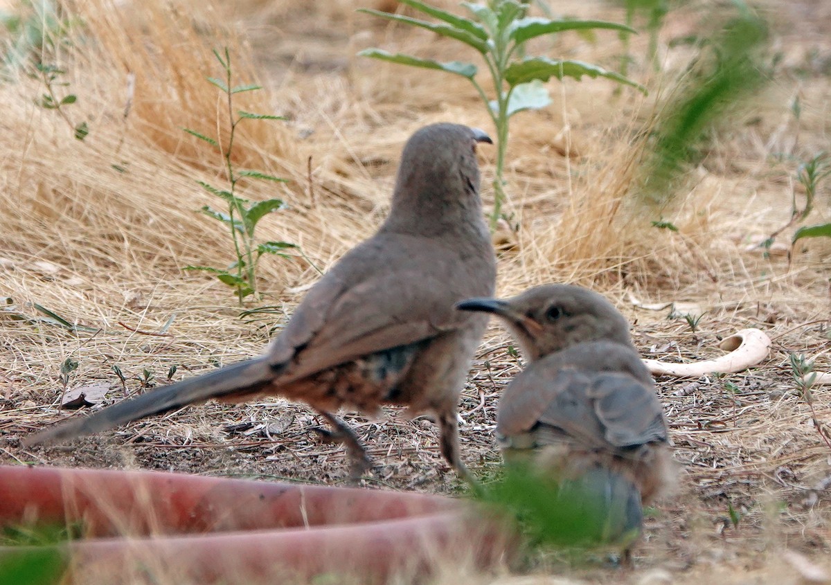 Curve-billed Thrasher - ML621799442