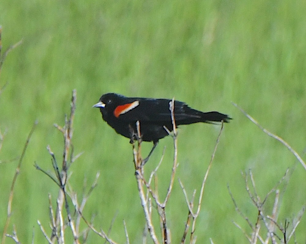 Red-winged Blackbird - ML621799451