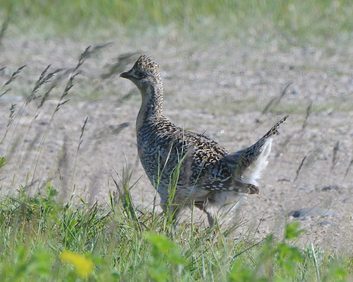 Sharp-tailed Grouse - ML621799525