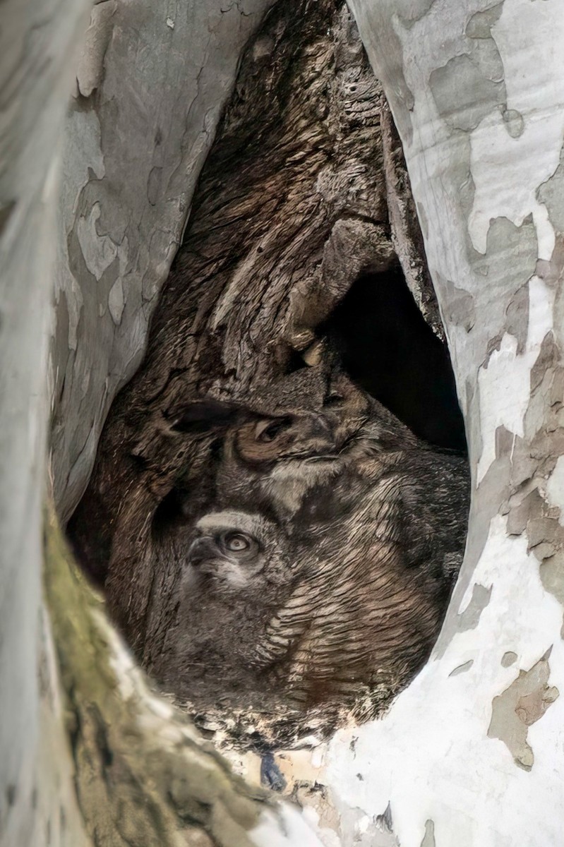 Great Horned Owl - LAURA FRAZIER