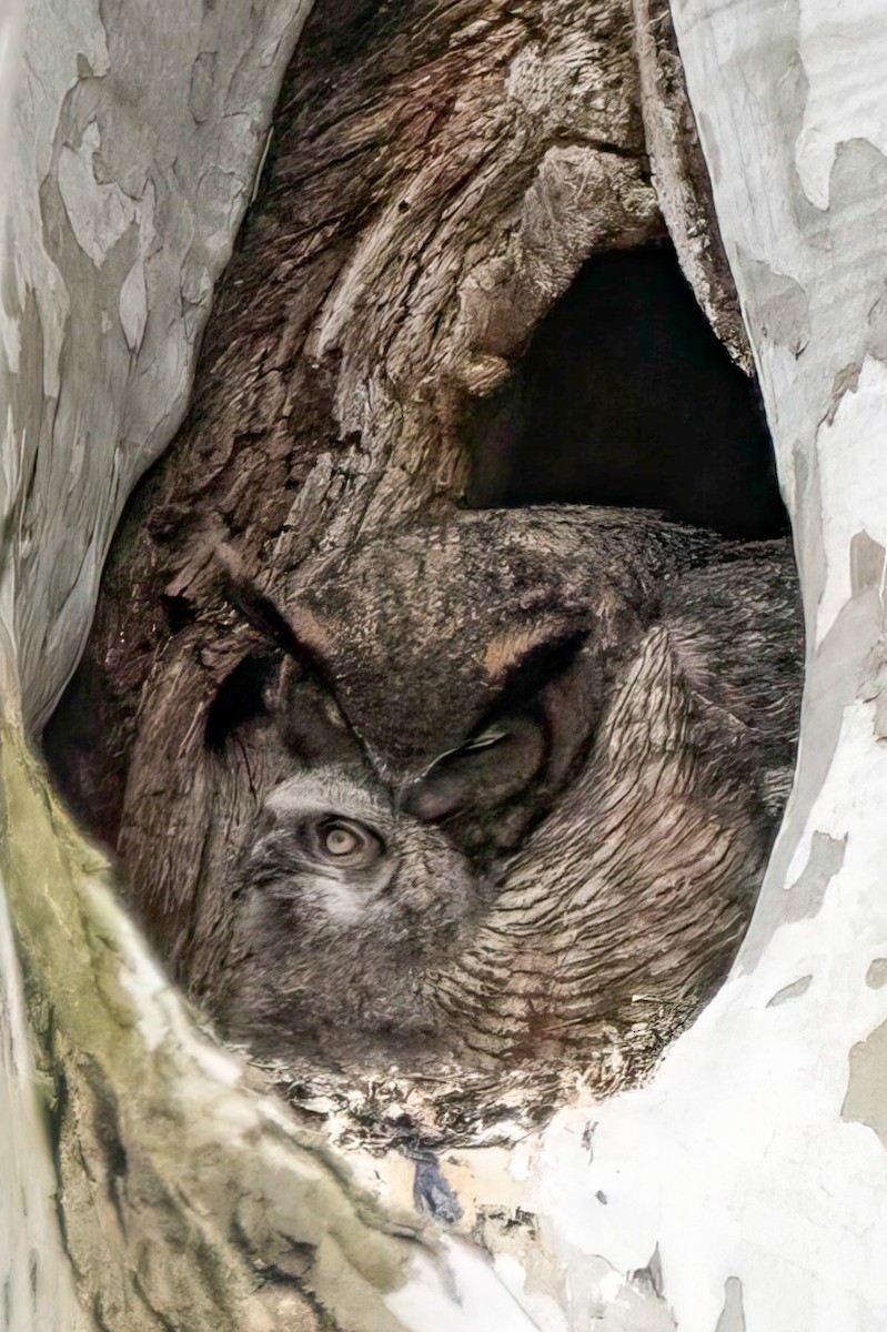 Great Horned Owl - LAURA FRAZIER