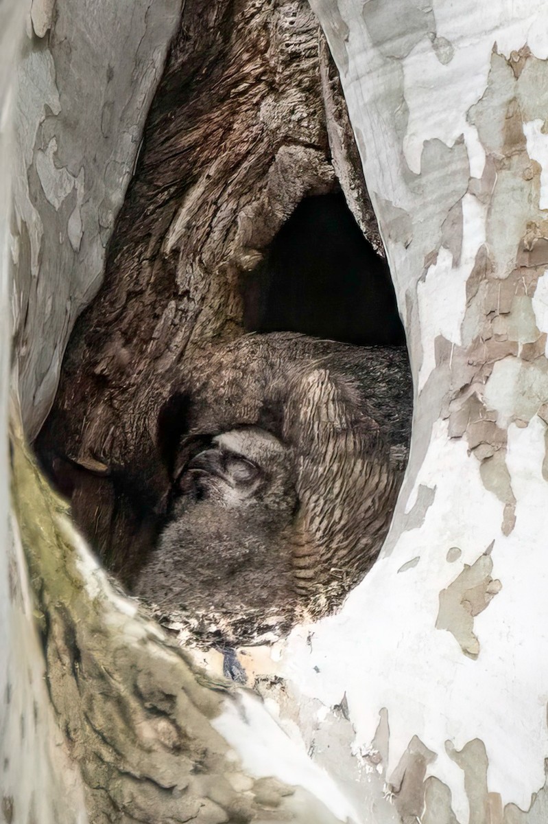 Great Horned Owl - LAURA FRAZIER