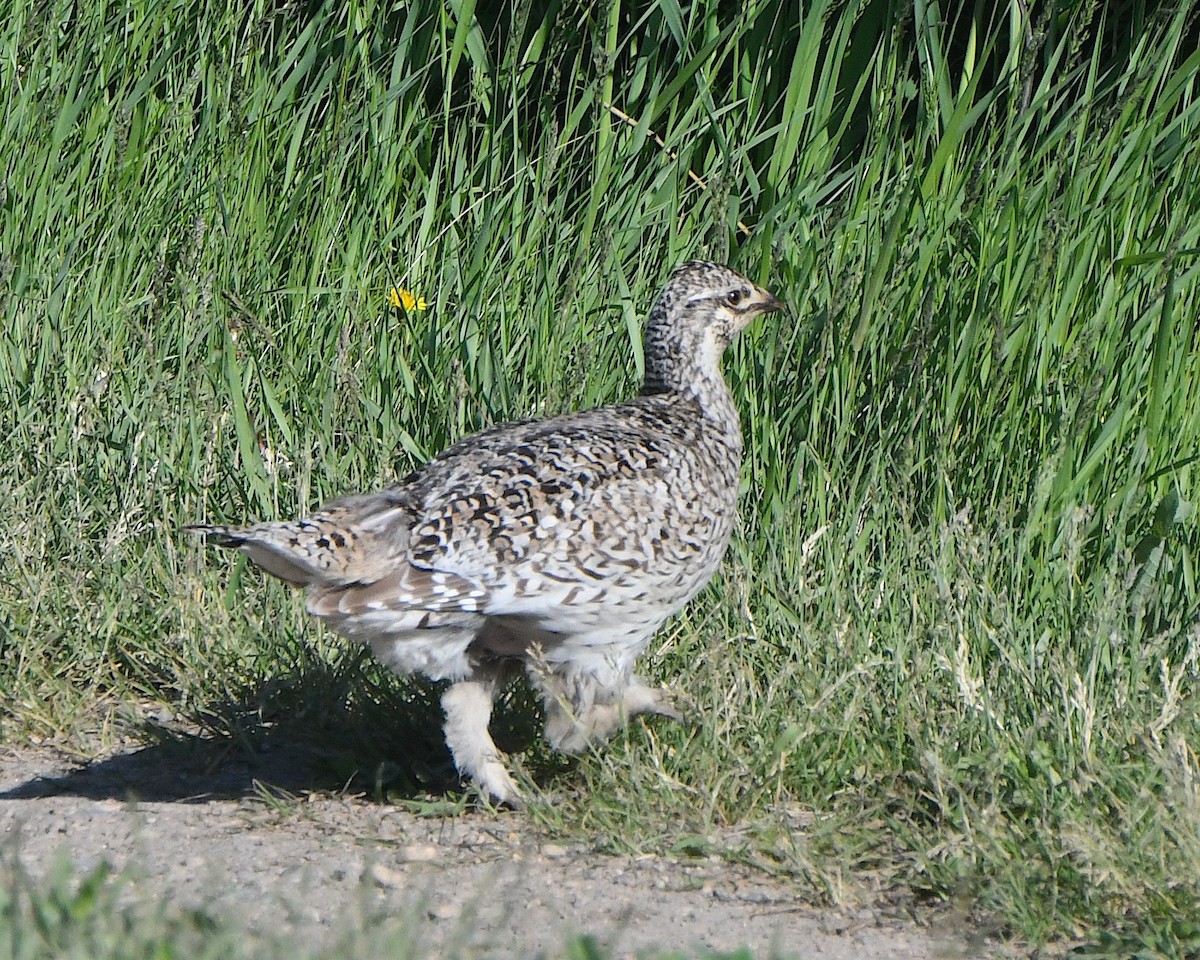 Sharp-tailed Grouse - ML621799586