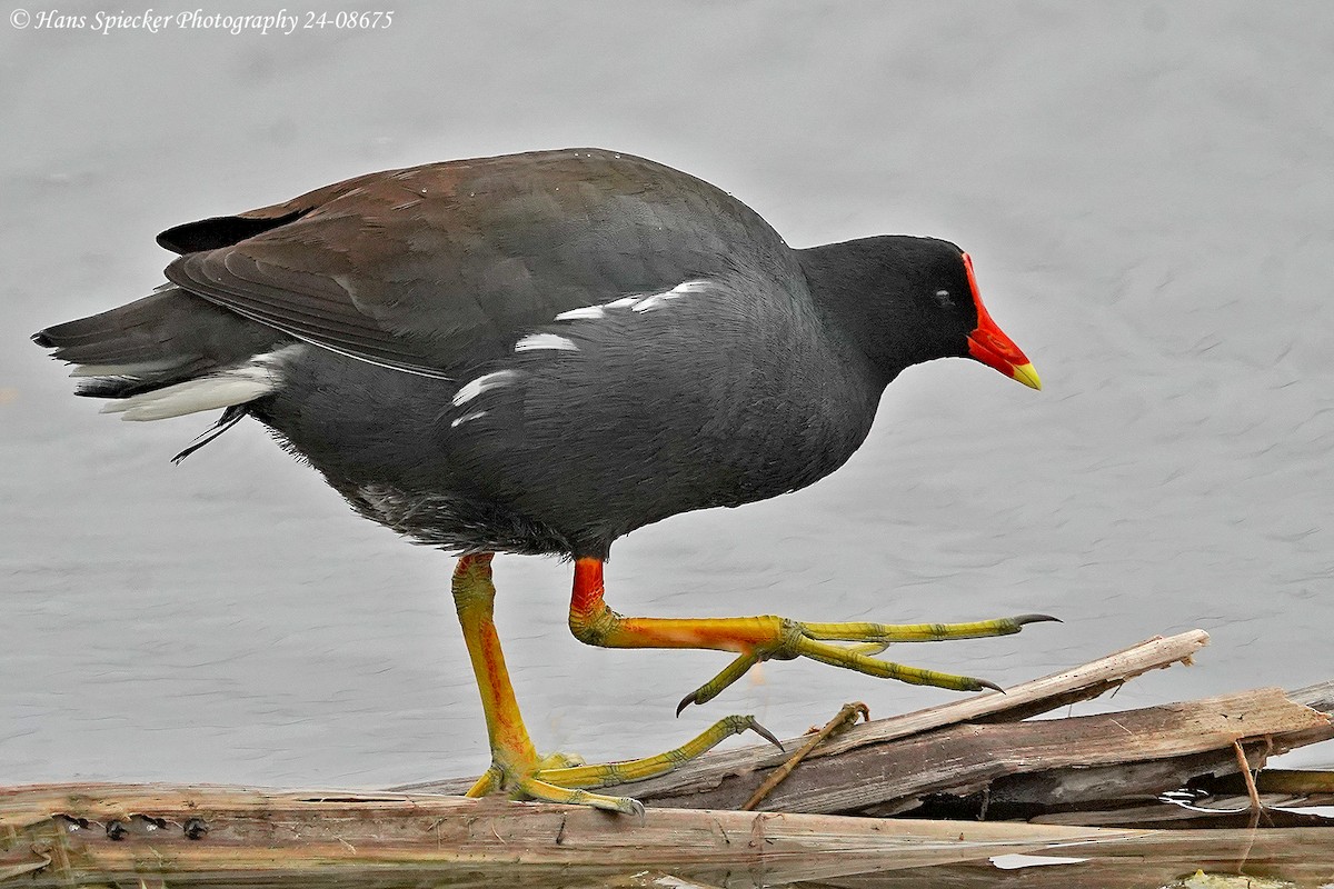 Common Gallinule - ML621799605