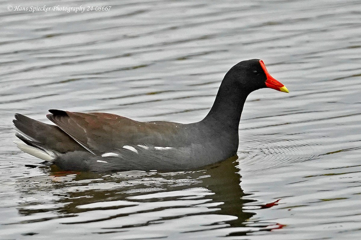 Common Gallinule - ML621799609