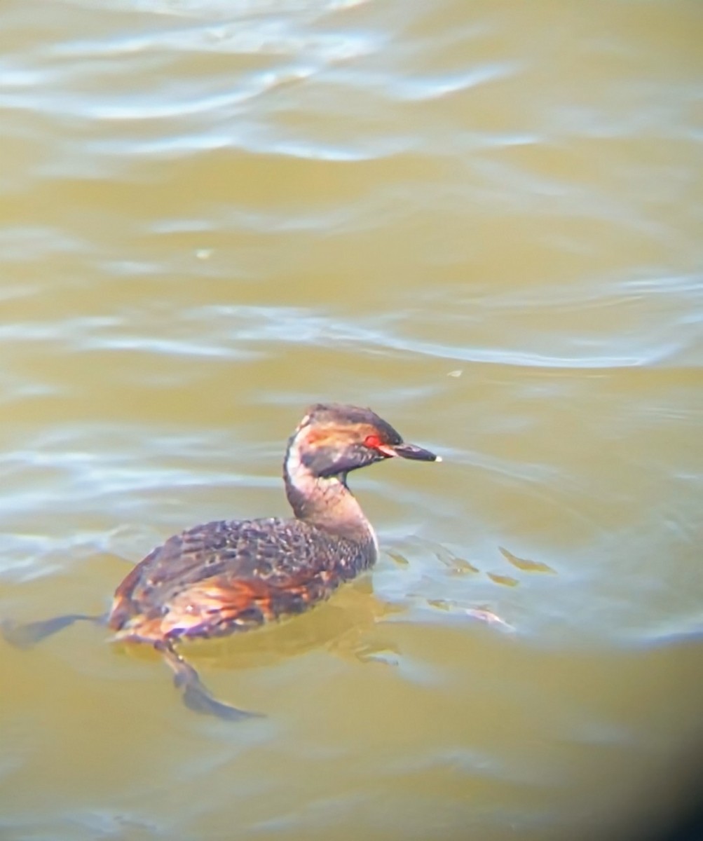 Horned Grebe - ML621799614