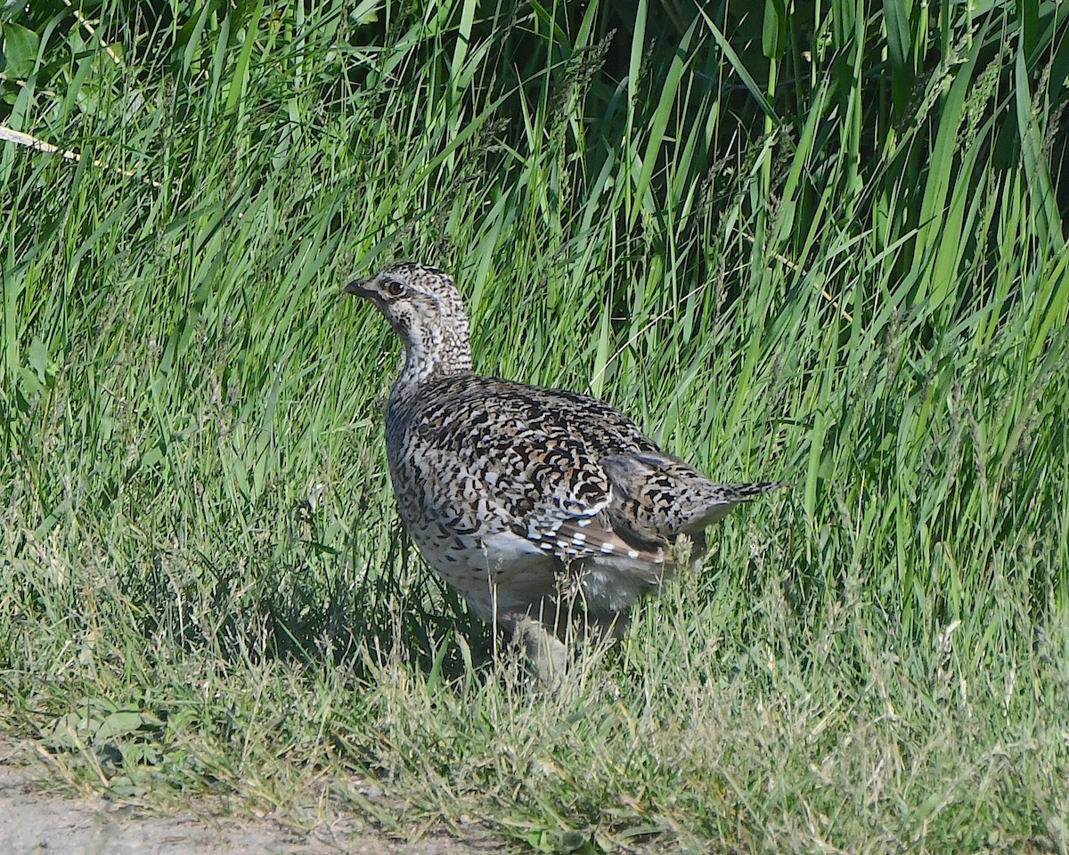 Sharp-tailed Grouse - ML621799618