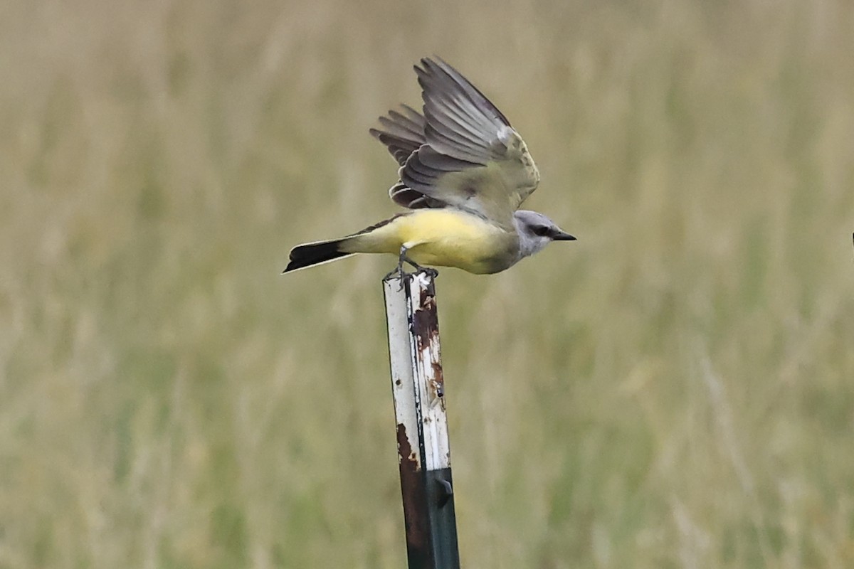 Schmalschnabel-Königstyrann - ML621799621