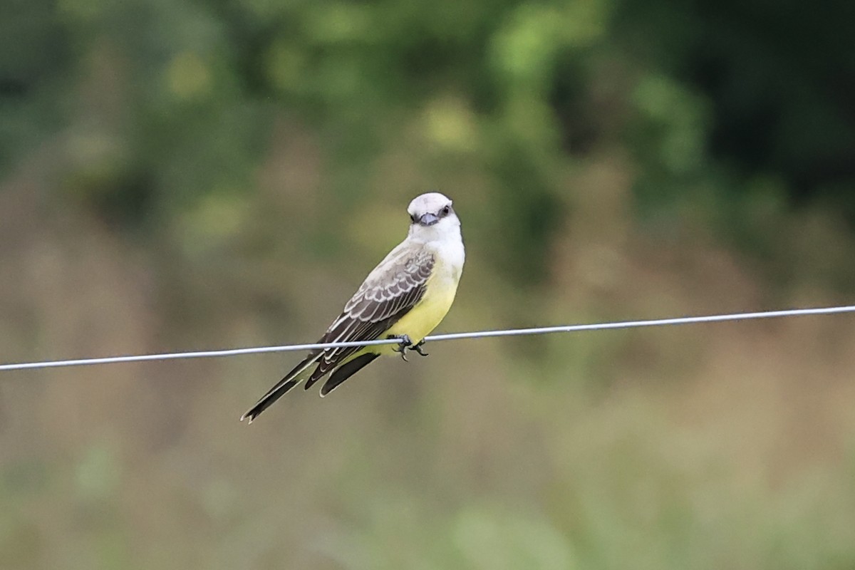 Schmalschnabel-Königstyrann - ML621799624