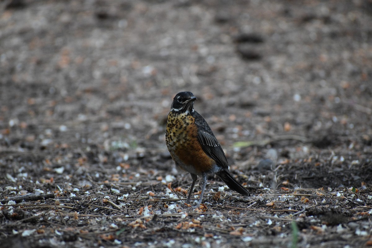 American Robin - ML621799634