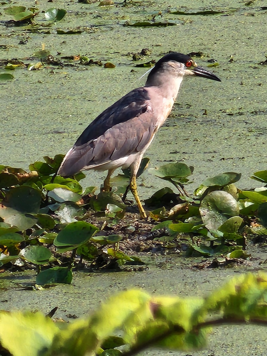 Black-crowned Night Heron - ML621799647